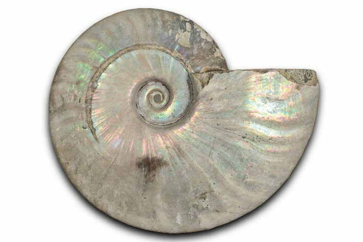 Silver Iridescent Ammonite (Cleoniceras) Fossil - Madagascar #345590
